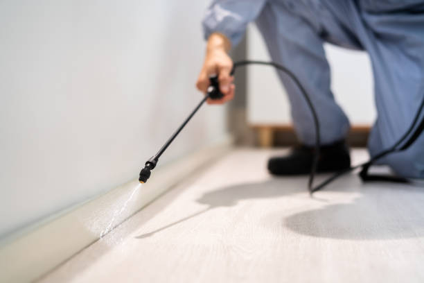 Licensed Wasp Removal service in Bensenville, IL - Show Me Pest Control