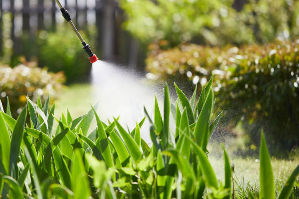 24/7 Emergency Wasp Removal experts in Bensenville, IL
